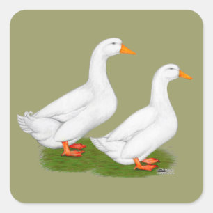 Enten: Weiße Pekins Quadratischer Aufkleber
