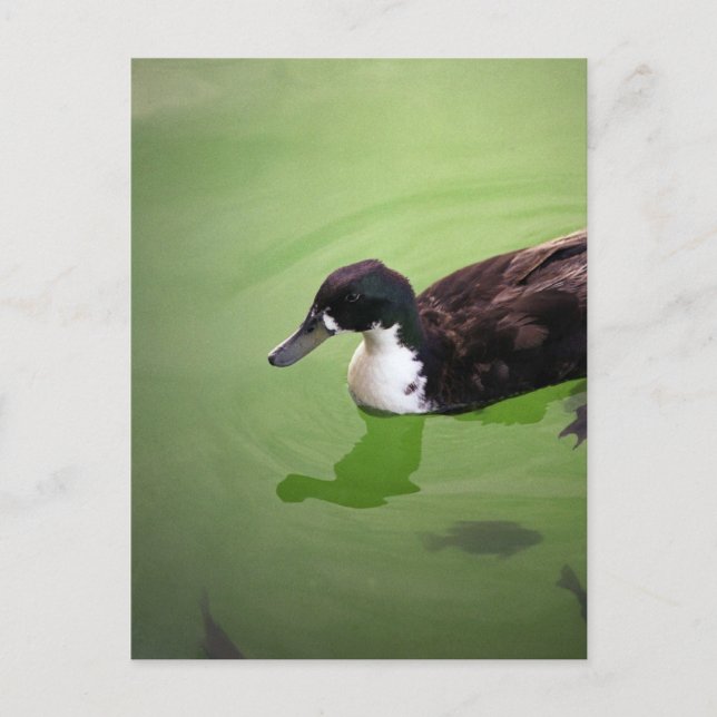 Entenfang Postkarte (Vorderseite)