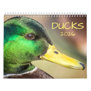 Entenfotografie 2026 kalender