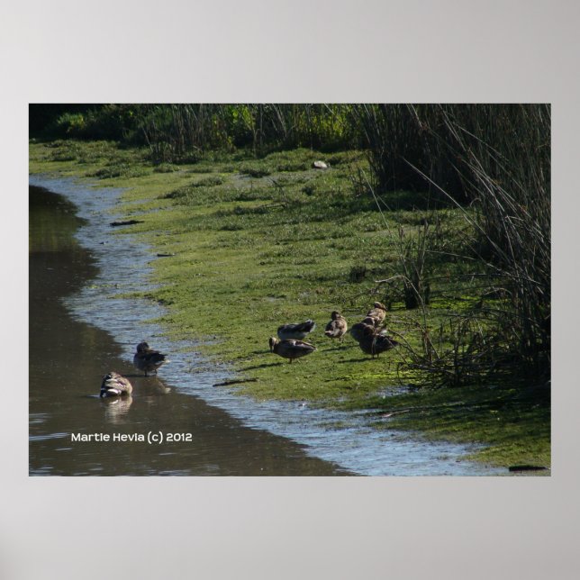 Entenhang Poster (Vorne)