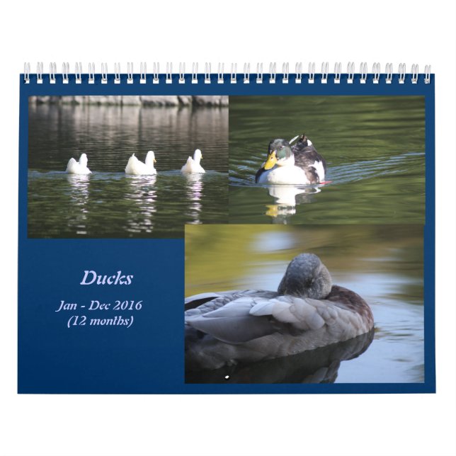 Entenkalender 2016 kalender (Titelbild)
