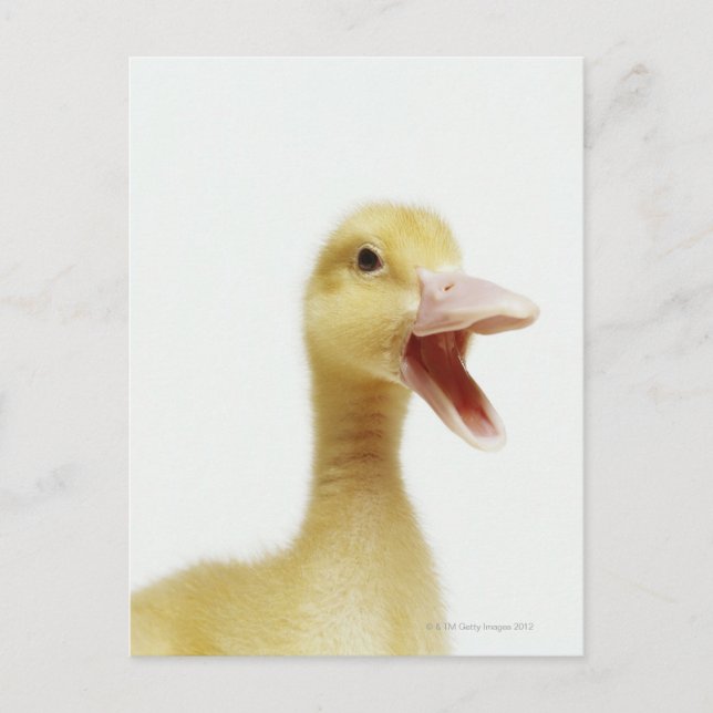 Entenküken Postkarte (Vorderseite)
