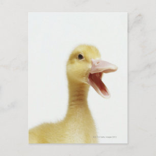 Entenküken Postkarte