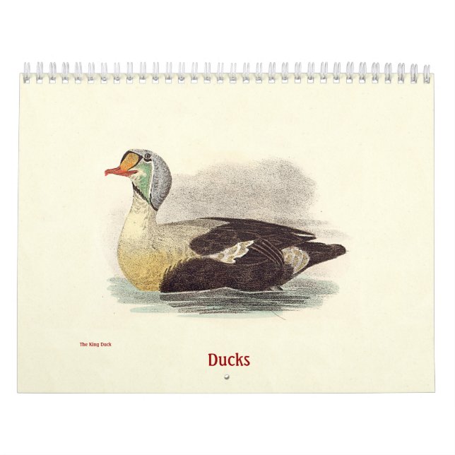 Entenlithographien - von Vögeln in New York - Kalender (Titelbild)