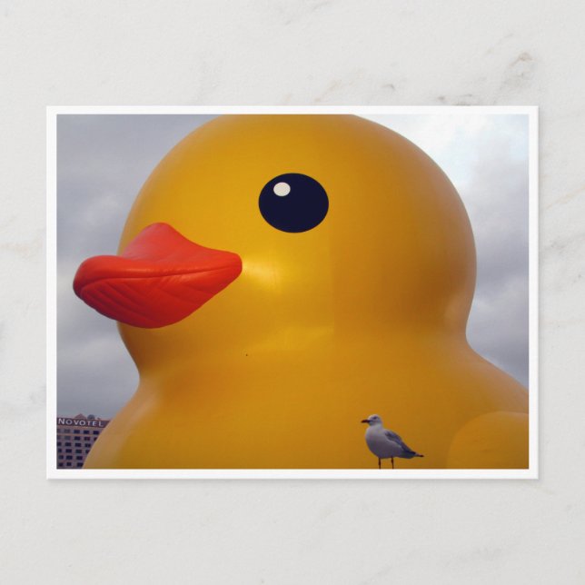 Entenmöwe Postkarte (Vorderseite)