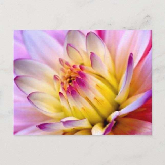 Entfaltung der Blume Postkarte (Vorderseite)