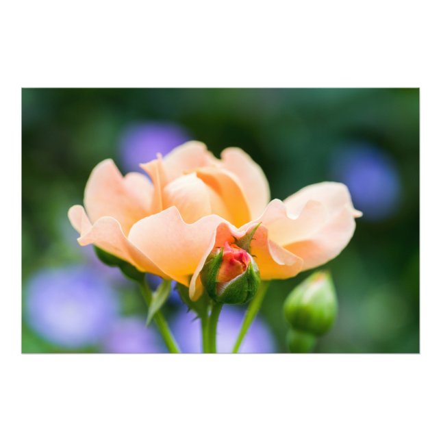 Entfaltung des Wunsches Fotodruck (Vorne)