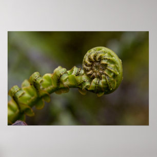 Entfurchen der Frond Poster