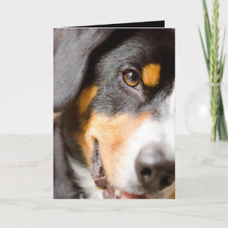 Entlebucher - ich habe meine Augen auf Ihnen! Feiertagskarte