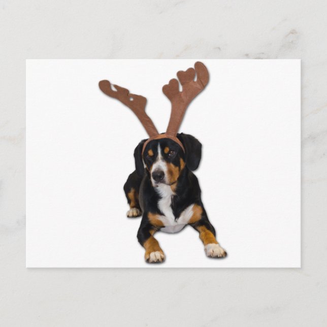 Entlebucher Weihnachtshund Feiertagspostkarte (Vorderseite)