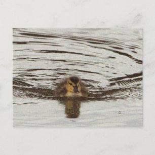 Entlein-Foto-Postkarte Postkarte