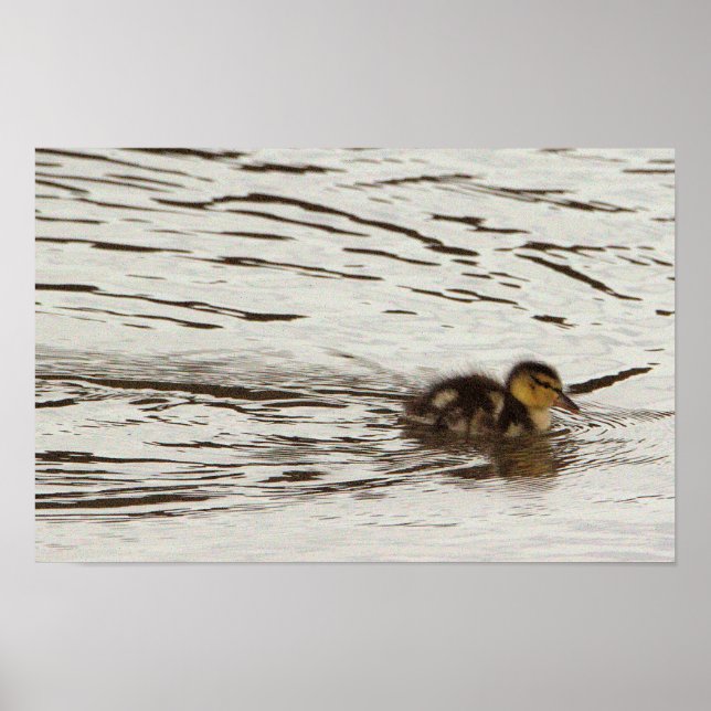 Entlein-Fotoplakat Poster (Vorne)