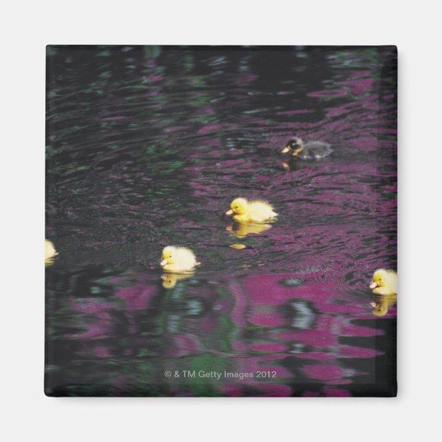 Entlein Magnet (Vorne)