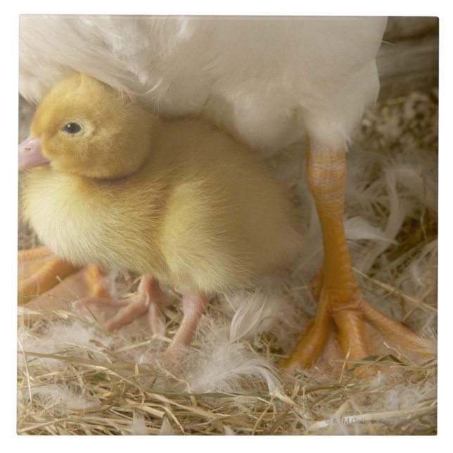 Entlein zwischen den Beinen der Mutter Fliese (Vorderseite)