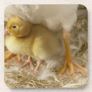 Entlein zwischen den Beinen der Mutter Getränkeuntersetzer