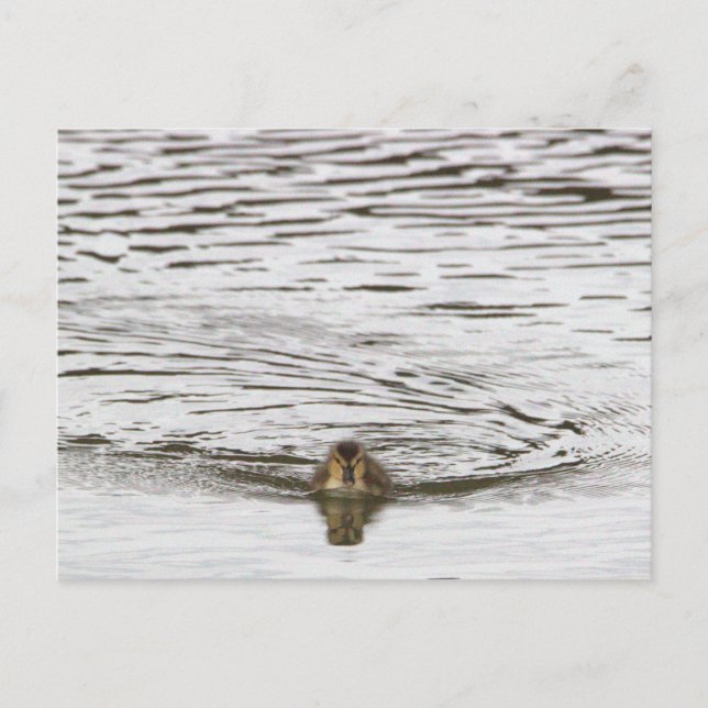 Entnahme-Foto Postkarte (Vorderseite)