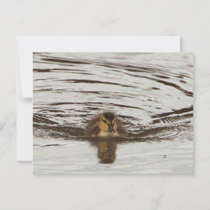 Entnahme-Foto Postkarte