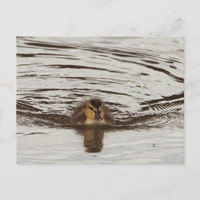 Entnahme-Foto Postkarte (Vorderseite)
