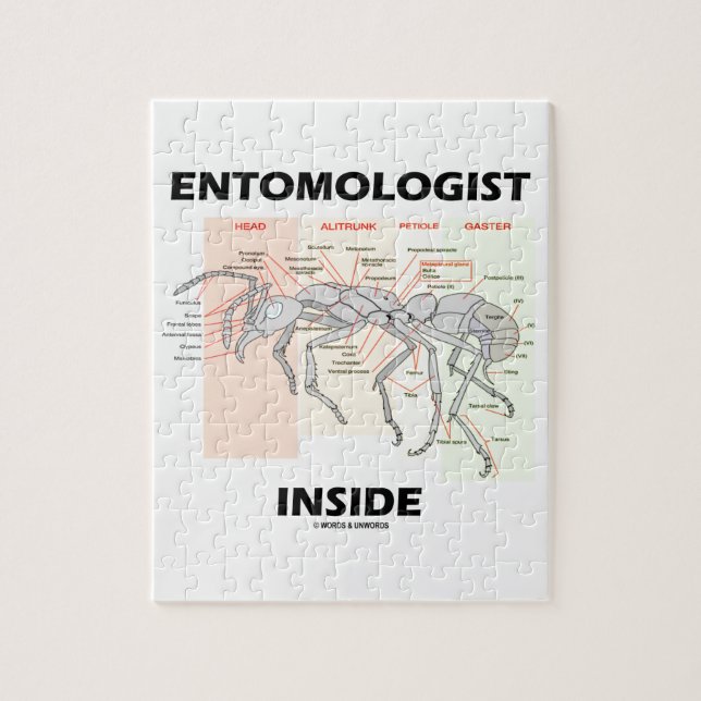 Entomologe-Innere (Arbeitskraft-Ameisen-Anatomie) (Vertikal)