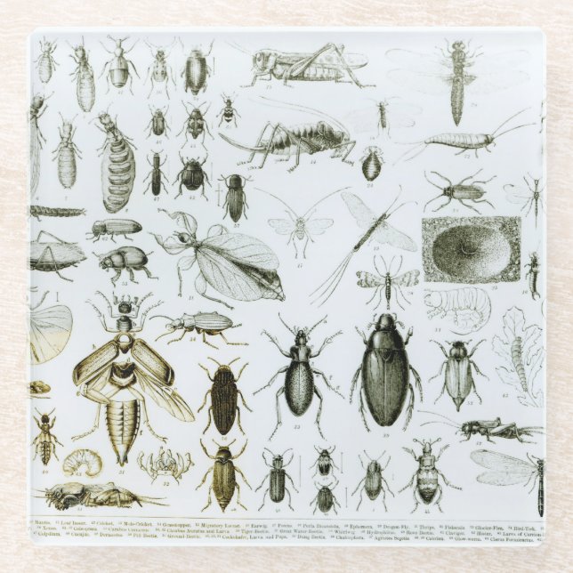 Entomologie-Insekten Glasuntersetzer (Vorderseite)