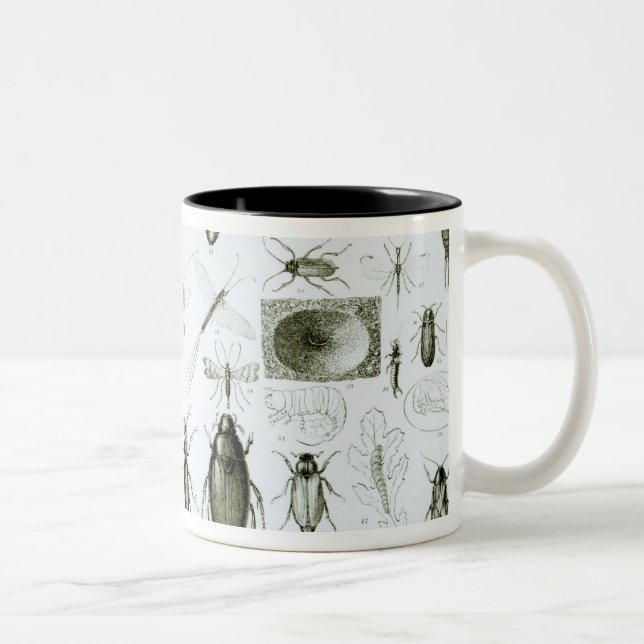 Entomologie-Insekten Zweifarbige Tasse (Rechts)