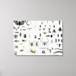 Entomologie, Myriapoda und Arachnida Leinwanddruck