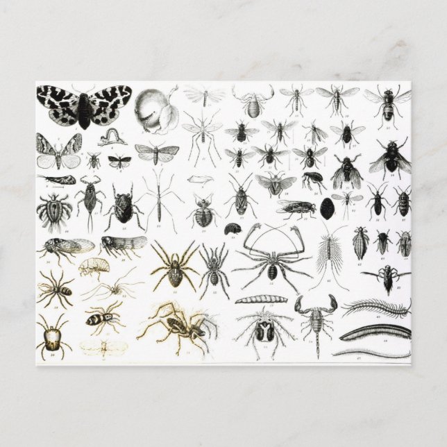 Entomologie, Myriapoda und Arachnida Postkarte (Vorderseite)