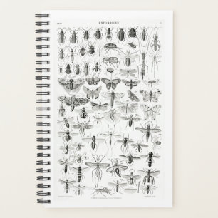 Entomologie noire et blanche Insectes Bugs