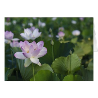 Entrée pour un atterrissage