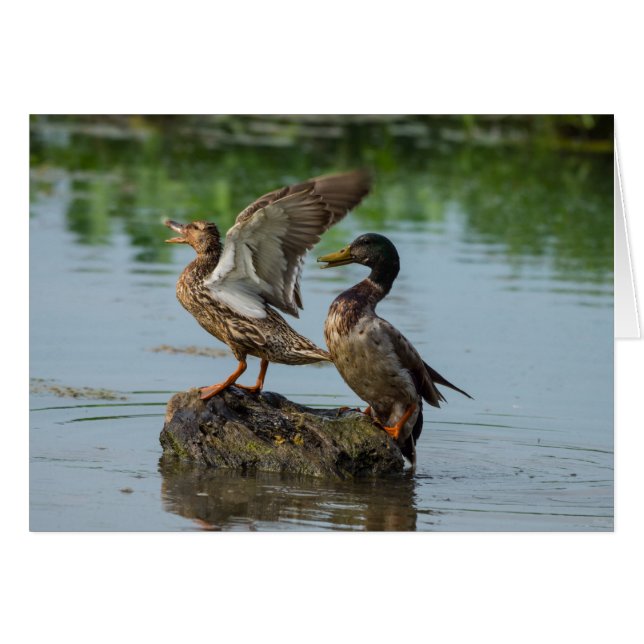 Entschuldigung (Vorderseite (Horizontal))