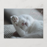 Entschuldigung Cat Funny Paw Niedlicher Tiere