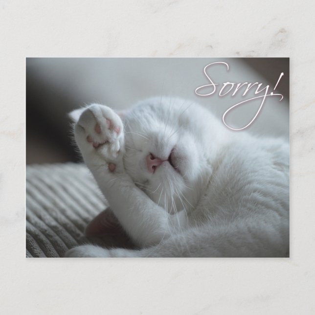 Entschuldigung Cat Funny Paw Niedlicher Tiere Postkarte (Vorderseite)
