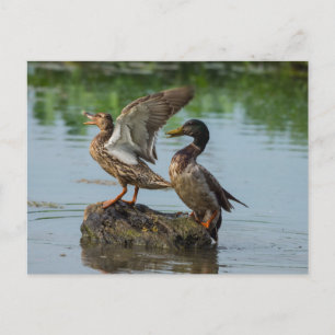 Entschuldigung für Postkarte