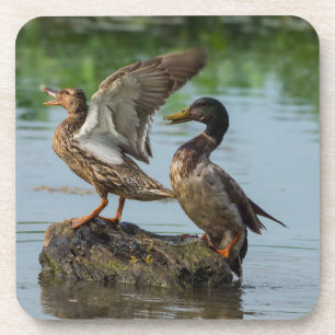 Entschuldigung Getränkeuntersetzer