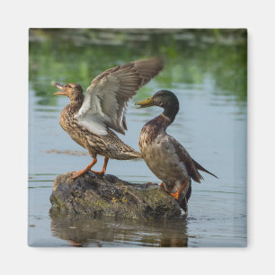 Entschuldigung Magnet