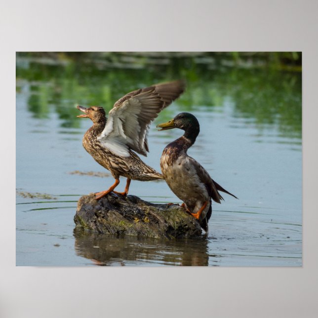 Entschuldigung Poster (Vorne)