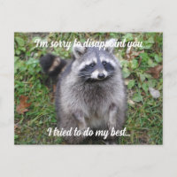 Entschuldigung Raccoon entschuldigen