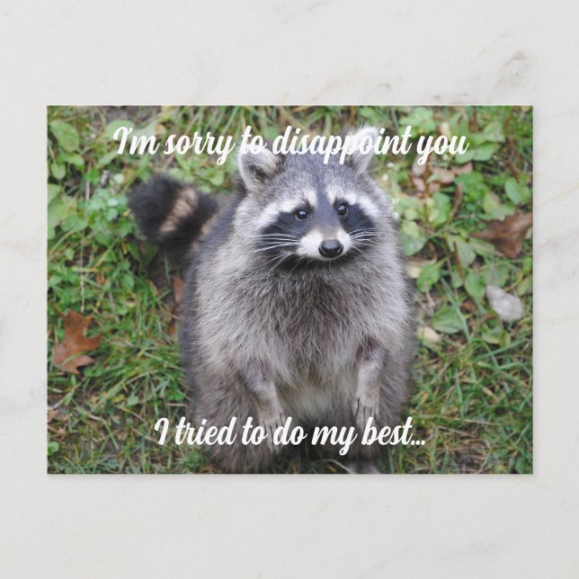 Entschuldigung Raccoon entschuldigen Postkarte (Vorderseite)