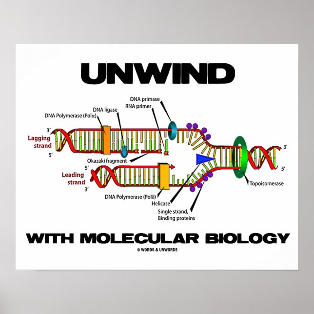 Entspannen mit molekularer Biologie (DNA-Replikati Poster (Vorne)