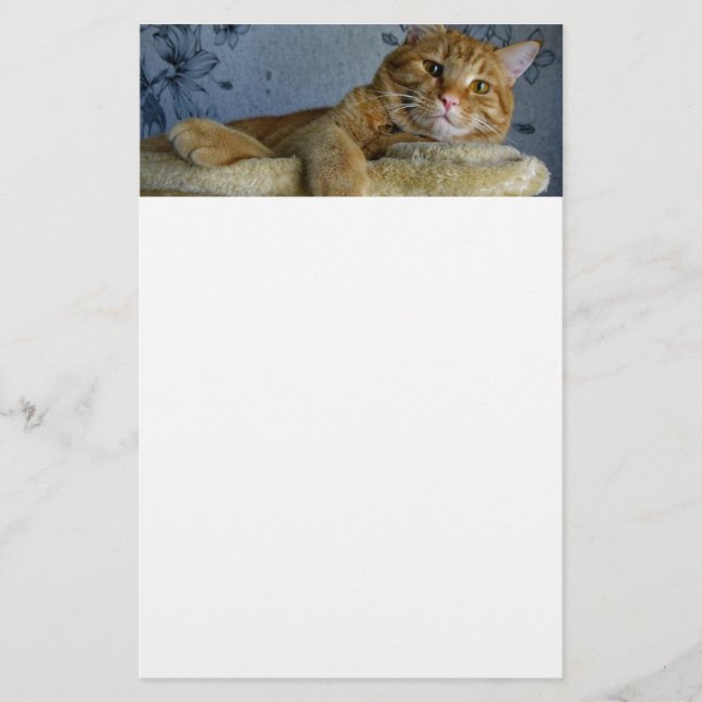 Entspannende Katze Briefpapier (Vorderseite)