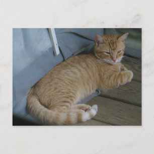 Entspannende Katze Postkarte