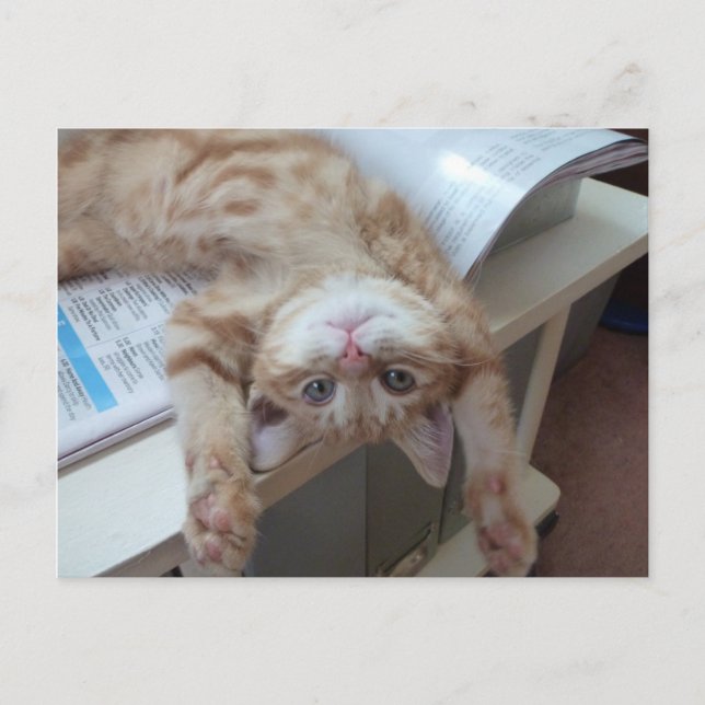 Entspannende Miezekatze Postkarte (Vorderseite)