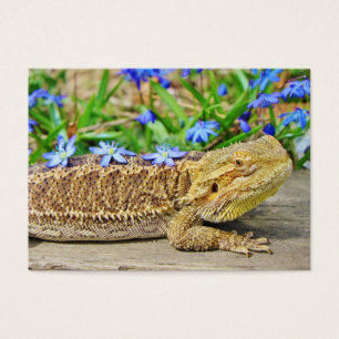 Entspannender bärtiger Drache