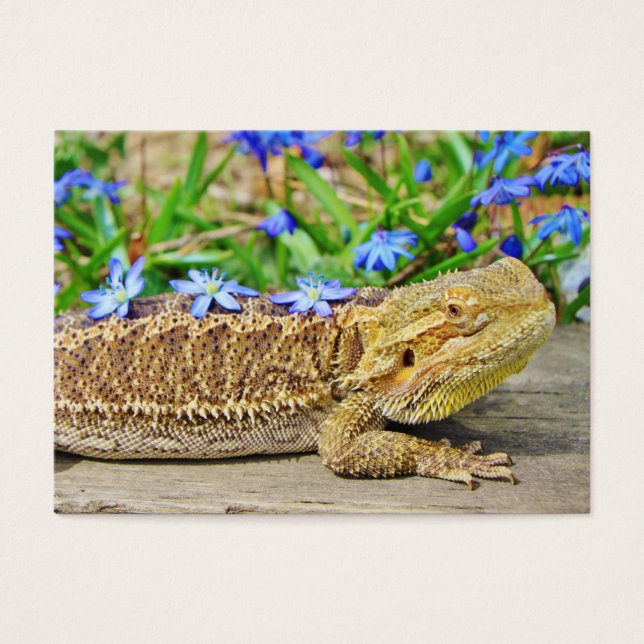 Entspannender bärtiger Drache (Vorderseite)