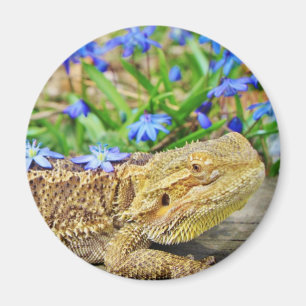 Entspannender bärtiger Drache Magnet