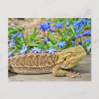 Entspannender bärtiger Drache Postkarte