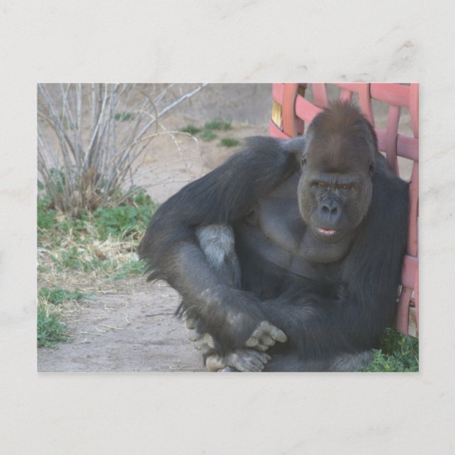 Entspannender Gorilla Postkarte (Vorderseite)
