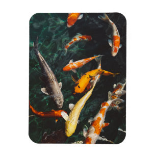 Entspannender Orange- und Weißer Koi-Fischteich Magnet