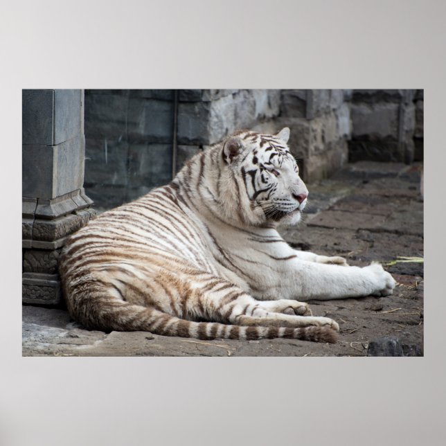 Entspannte Bengalische Tigerfotografie Poster (Vorne)