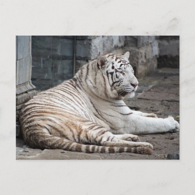 Entspannte Bengalische Tigerfotografie Postkarte (Vorderseite)